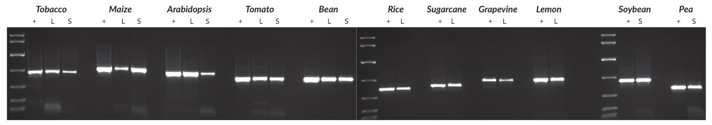 Plant genomic DNA was purified from all species using a commercial DNA purification kit. A Harris Uni-Core™ sampling tool (0.5 mm diameter) was used to sample leaves (all species) or seeds (all species except tobacco and Arabidopsis; for these, one crushed seed was used per reaction). PCRs (50 μL) contained the crude sample or 1 – 10 ng purified DNA (depending on the species), and 40 cycles were performed in all cases. Targets ranged between 500 and 900 bp, and reaction products were analyzed in a 1% agarose gel. KAPA Express DNA Ladder (100, 200, 400, 800, 1600, 4000, 8000 bp) was used as a MW marker. Plant genomic DNA was purified from all species using a commercial DNA purification kit. A Harris Uni-Core™ sampling tool (0.5 mm diameter) was used to sample leaves (all species) or seeds (all species except tobacco and Arabidopsis; for these, one crushed seed was used per reaction).