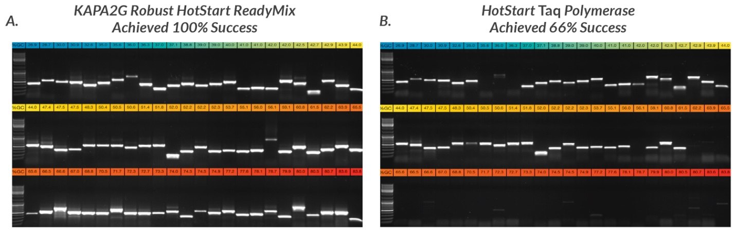 Half of each of the PCR products obtained with 72 of the 96 primer sets used in this study were electrophoresed in a 1% TBE-agarose gel. Amplicons were loaded in order of increasing GC content, with the lowest GC content (27%, blue) at the top left hand side and the highest GC content (84%, red) at the bottom right hand side of each composite gel image. Primers selected for this study had variable primer lengths, sequence composition, theoretical melting temperatures and other design features. Some primers contained 5'-tails for post-PCR sequencing using M13 or other standard sequencing primers.  A. KAPA2G Robust HotStart ReadyMix reactions (25 μL) were performed as outlined in the User Guide. B. Wild-type Taq reactions (25 μL, containing 0.5 U Taq per reaction) were performed in Taq reaction buffer (1.5 mM MgCl2 at 1X), using the same final primer and dNTP concentrations as for KAPA2G Robust. Half of each of the PCR products obtained with 72 of the 96 primer sets used in this study were electrophoresed in a 1% TBE-agarose gel. Amplicons were loaded in order of increasing GC content, with the lowest GC content (27%, blue) at the top left hand side and the highest GC content (84%, red) at the bottom right hand side of each composite gel image.