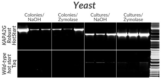 Amplification of a 2.5 kb (left) or 1.6 kb (right) fragment from the GSH1 gene from three commonly used S. cerevisiae strains (BY4742, FY23, and W303) using KAPA2G Robust HotStart (top) or wildtype Taq (bottom). Colonies (from YPD-agar plates) or YPD overnight cultures were first lysed in 50 μ L volumes with NaOH or Zymolase (as indicated). Amplification of a 2.5 kb (left) or 1.6 kb (right) fragment from the GSH1 gene from three commonly used S. cerevisiae strains (BY4742, FY23, and W303) using KAPA2G Robust HotStart (top) or wildtype Taq (bottom).