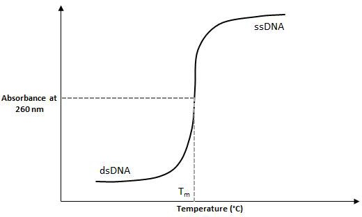 Experimental determination of the Tm of DNA Experimental determination of the Tm of DNA