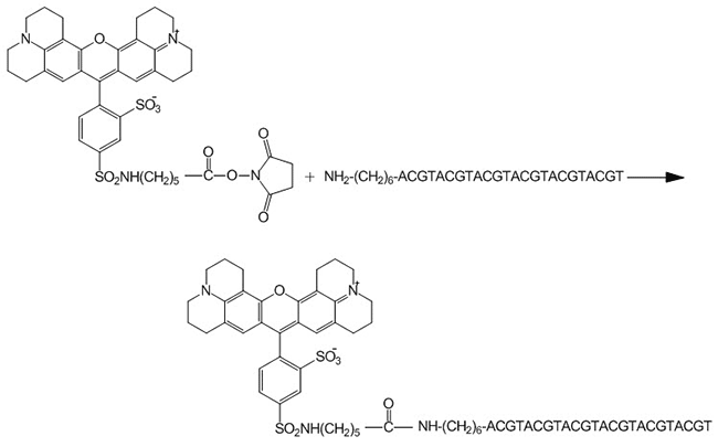 Post-synthesis NHS-ester modification reaction Post-synthesis NHS-ester modification reaction
