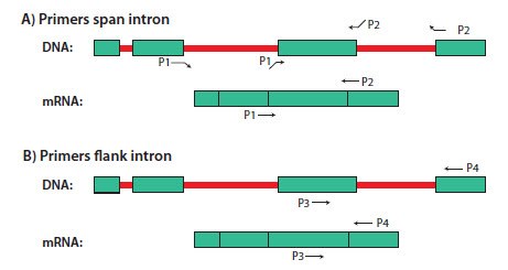 Illustration of (A) intron-spanning and (B) intron-flanking primers for RT-PCR Illustration of (A) intron-spanning and (B) intron-flanking primers for RT-PCR