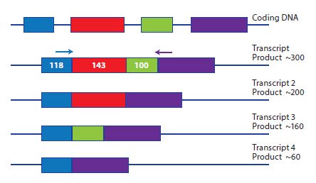 A schematic representation of a gene expressed as four potential splice variants. A schematic representation of a gene expressed as four potential splice variants.