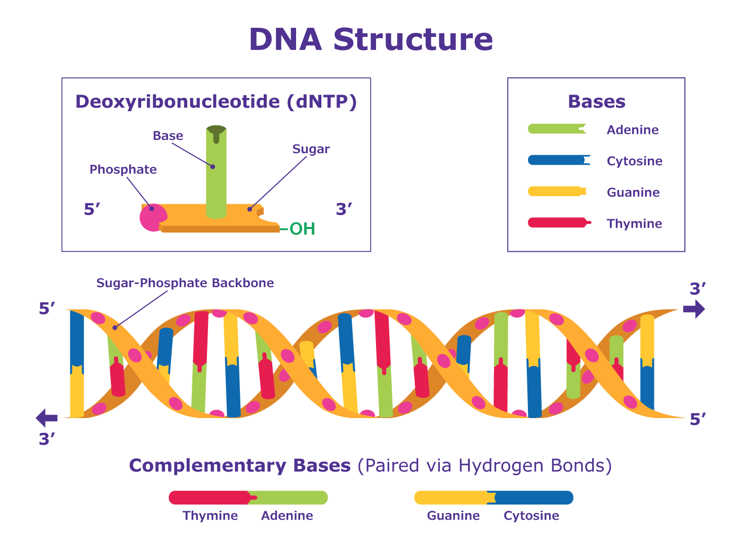 DNA Structure Schematic. DNA is a molecule composed of two strands that coil around each other to form a double helix. Each strand is made up of a string of molecules called deoxyribonucleotides (dNTPs).  DNA Structure Schematic. DNA is a molecule composed of two strands that coil around each other to form a double helix. Each strand is made up of a string of molecules called deoxyribonucleotides (dNTPs).
