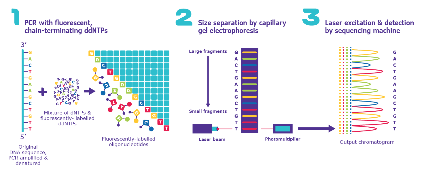 Automated Sanger Sequencing. Automated Sanger Sequencing.
