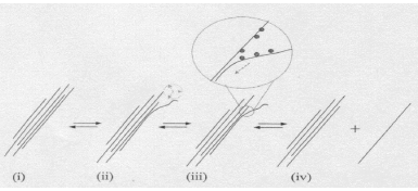 Figure 1. Proposed mechanism of nanotube isolation from bundles (2). Figure 1. Proposed mechanism of nanotube isolation from bundles (2).