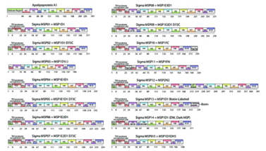 Membrane Scaffold Protein Constructs Membrane Scaffold Protein Constructs