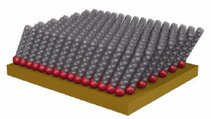 Schematic showing an ordered self-assembled monolayer of densely packed alkane thiols. Schematic showing an ordered self-assembled monolayer of densely packed alkane thiols.