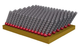 Schematic showing an ordered self-assembled monolayer Schematic showing an ordered self-assembled monolayer