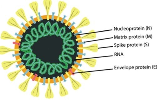 Illustration of the SARS-CoV-2 structure Illustration of the SARS-CoV-2 structure