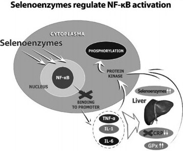 Selenoenymes regulate NF-kB Activation Selenium supplementation leads to the inhibition of NF-KB binging to promotor genes, attenuation of cytokine release, and subsequent suppression of CRP synthesis.