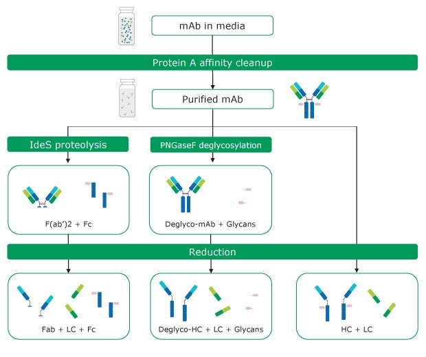 Antibody sample preparation by protein A affinity clean-up and chemical and proteolytic digestion Antibody sample preparation by protein A affinity clean-up and chemical and proteolytic digestion