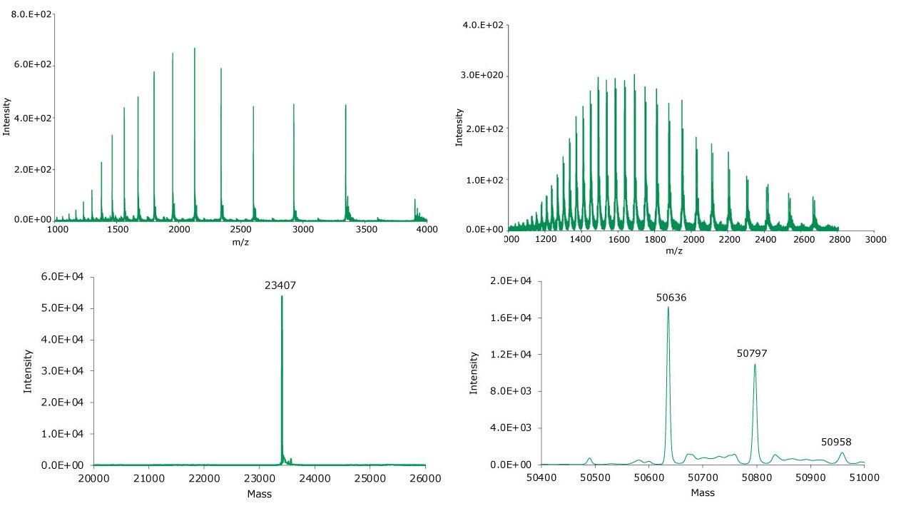 MS data of light and heavy chains (left and right, respectively) for reduced adalimumab. Top: summed spectrum; bottom: deconvoluted spectrum. MS data of light and heavy chains (left and right, respectively) for reduced adalimumab. Top: summed spectrum; bottom: deconvoluted spectrum.