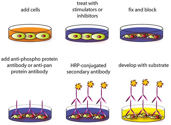 New Presentation Background 3 Cell-based Assay Procedure