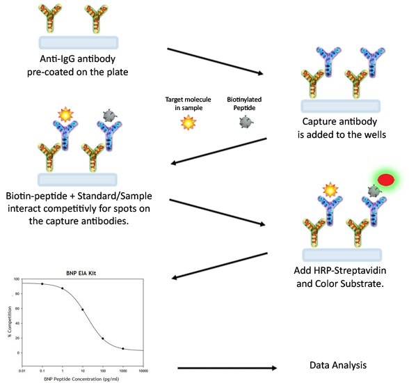 EIA Assay Procedure EIA Assay Procedure