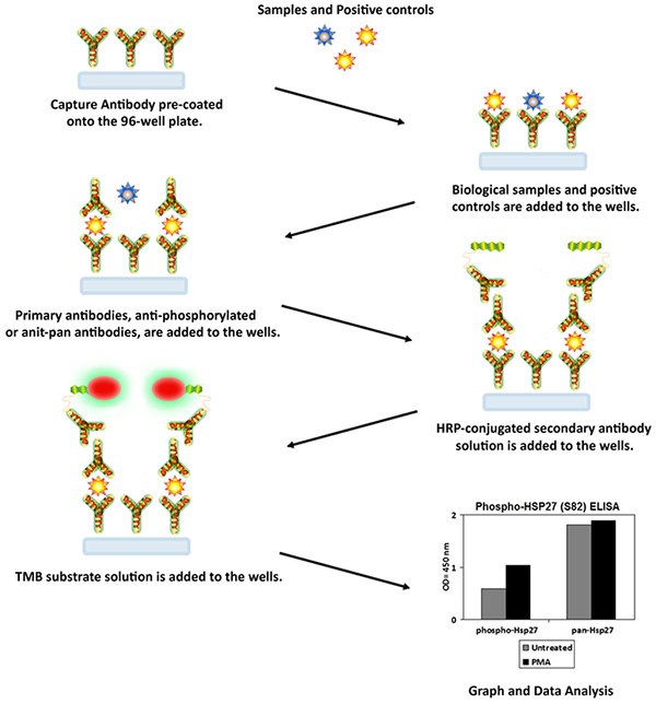Phosphorylation Assay Procedure Phosphorylation Assay Procedure