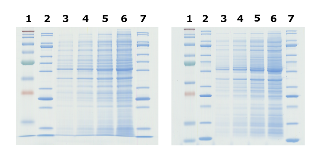Comparison of Tris-Glycine (left) and Bis-Tris (right) gels. Tris-Glycine and Bis-Tris gels were hand-cast with 12% acrylamide and allowed to polymerize overnight. The gels were loaded with identical <i>E. coli</i> lysate titrations (lanes 3-6), mPAGE<sup>®</sup> unstained protein standard (lanes 2 and 7), and mPAGE<sup>®</sup> color protein standard (lane 1). The gels were run in either Tris-Glycine or MOPS running buffer, stained with ReadyBlue™ protein gel stain for one hour, and destained with deionized water for one hour. Comparison of Tris-Glycine (left) and Bis-Tris (right) gels