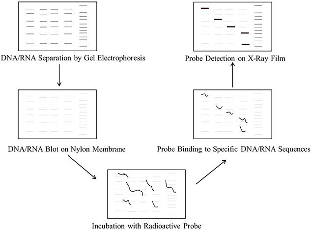 Steps involved in DNA/RNA blotting procedure Steps involved in DNA/RNA blotting procedure