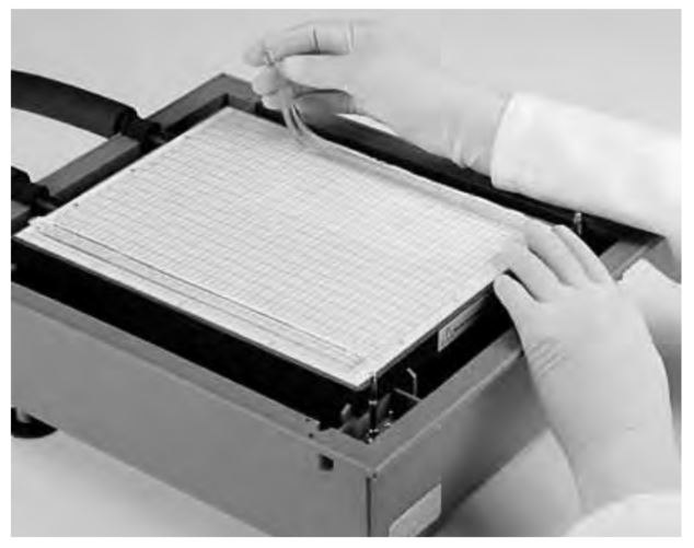 Positioning the anodic buffer strip on Multiphor™ II unit. Positioning the anodic buffer strip on Multiphor™ II unit.