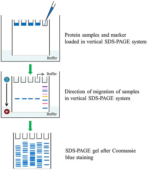 sds-page-of-protein sds-page-of-protein