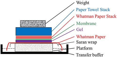 Southern/northern blot transfer assembly Southern/northern blot transfer assembly