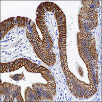 Light microscopy Light microscopy