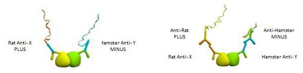 Use of Primary Antibodies from any Species Use of Primary Antibodies from any Species