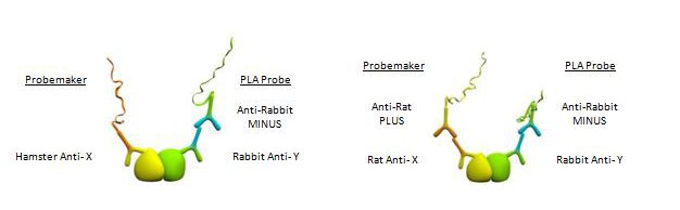 Use of Primary Antibodies from any Species Use of Primary Antibodies from any Species