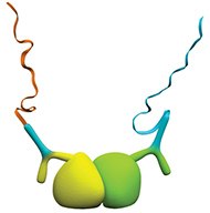 Detection of protein interactions using primary antibodies from the same species Detection of protein interactions using primary antibodies from the same species
