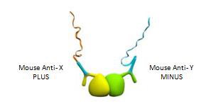 Use of Primary Antibodies from the Same Species Use of Primary Antibodies from the Same Species