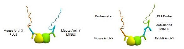 Use of Primary Antibody Derived from the Same Species as Tissue Sample Use of Primary Antibody Derived from the Same Species as Tissue Sample