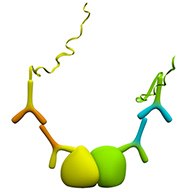 Detection of protein interactions using one or both primary antibodies derived from species other than mouse, rabbit, or goat Detection of protein interactions using one or both primary antibodies derived from species other than mouse, rabbit, or goat
