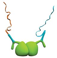 Detection of homodimers Detection of homodimers