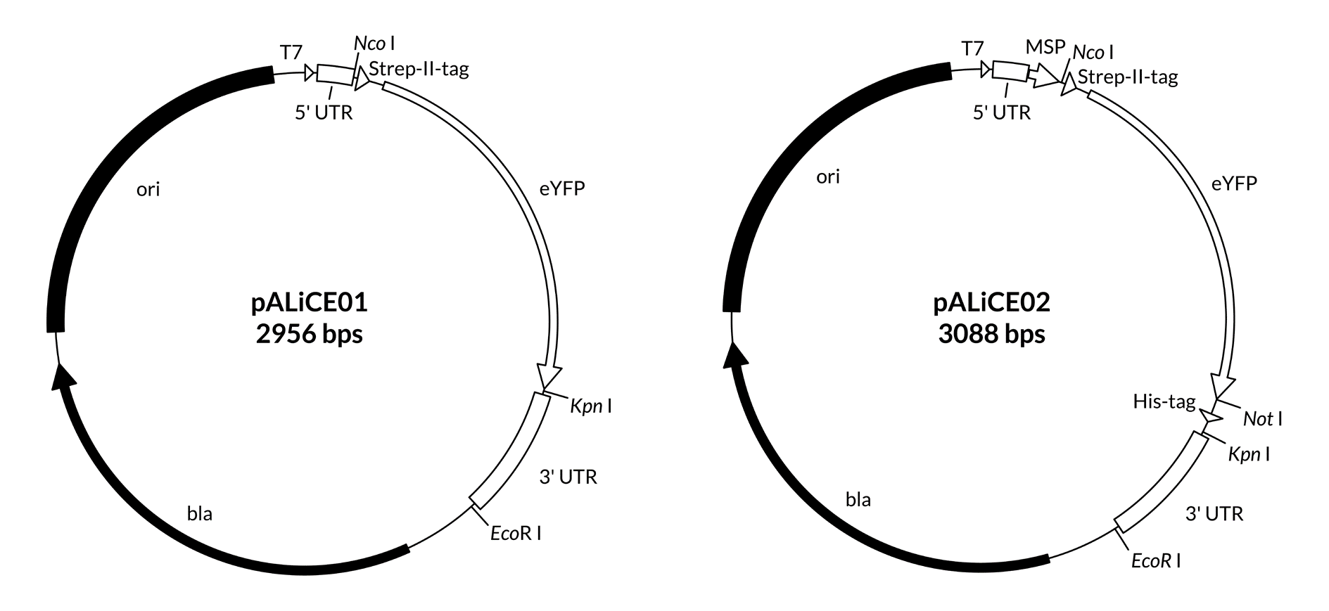 Map of pALiCE01 and pALiCE02 vectors map pALiCE01 paALiCE02 vectors sequence reference points