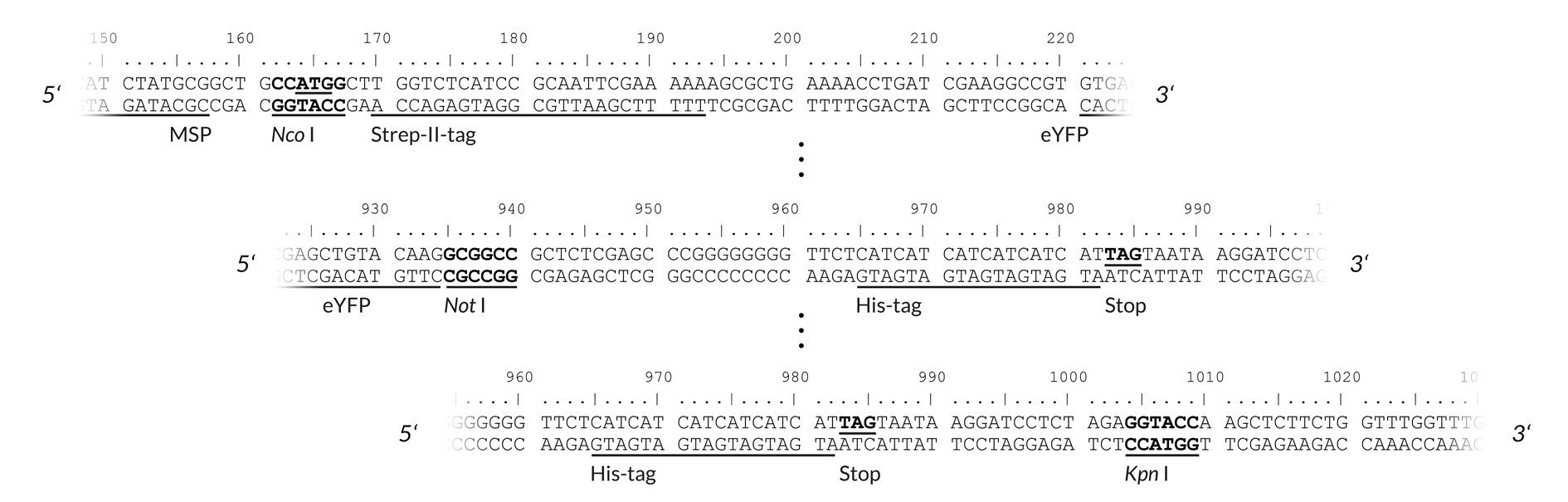 pALiCE02: View of the restriction sites of interest pALiCE02: View of the restriction sites of interest