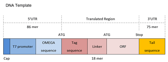 structure-of-n-terminal-tag structure-of-n-terminal-tag