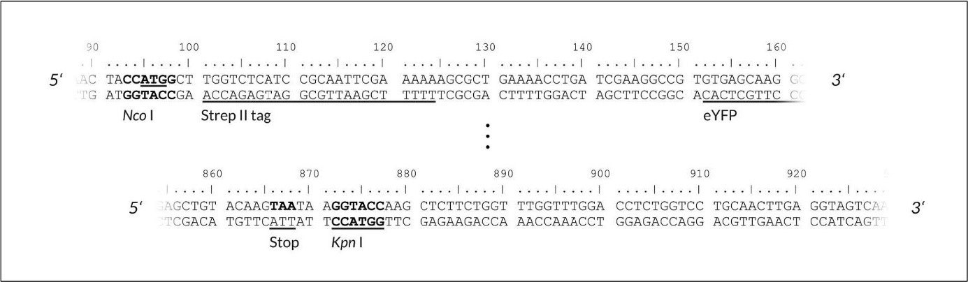 upstream cloning region Upper part: upstream cloning region of the gene of interest - pALiCE01