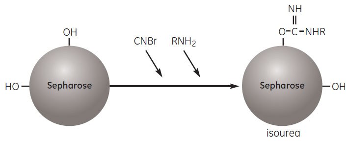 Activation by cyanogen bromide Activation by cyanogen bromide