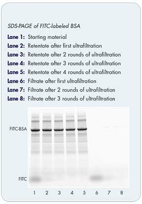 Clean up amicon ultra filters Figure 1 SDS-PAGE gel of FITC-labeled BSA