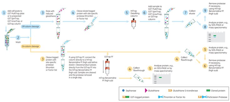 Flow chart of the affinity purification Flow chart of the affinity purification