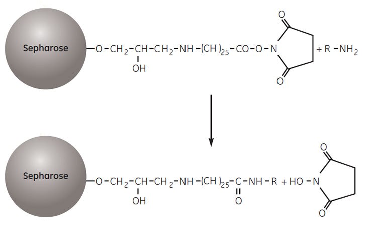 Coupling a ligand to NHS-activated Sepharose Coupling a ligand to NHS-activated Sepharose