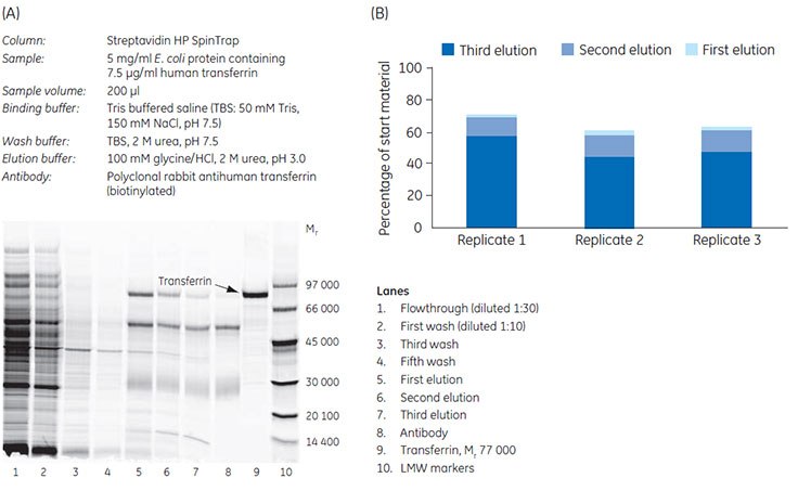 Enrichment of transferrin from E. coli cell lysate. Enrichment of transferrin from E. coli cell lysate.
