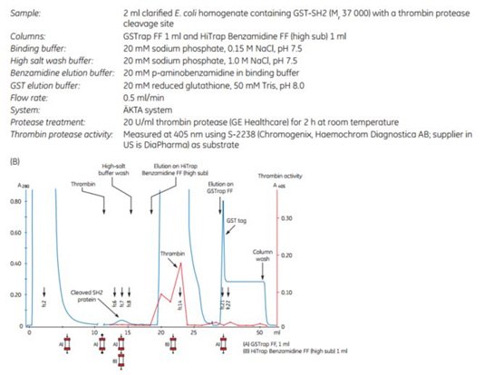 Purification of GST-SH2 GST-tagged protein Purification of GST-SH2 GST-tagged protein