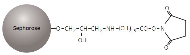 Partial structure of NHS-activated Sepharose Partial structure of NHS-activated Sepharose
