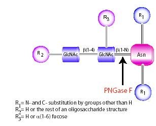 PNGase F PNGase F
