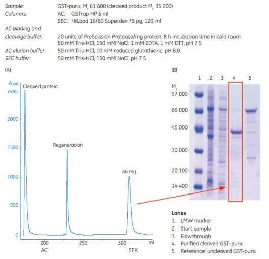 Two-step protocol for automatic GST-tagged protein cleavage Two-step protocol for automatic GST-tagged protein cleavage
