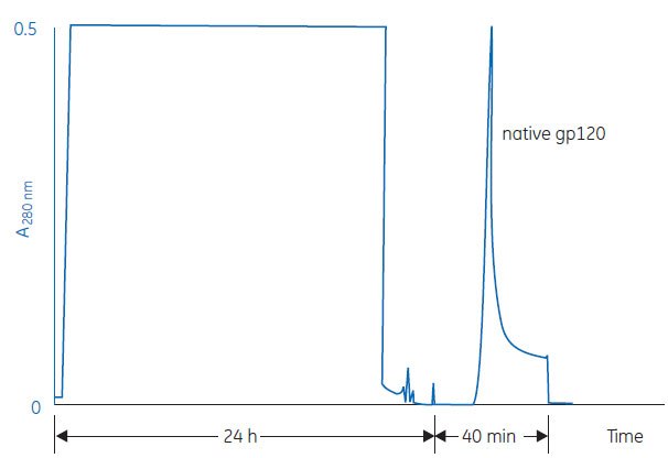 Separation of native gp120 protein Separation of native gp120 protein