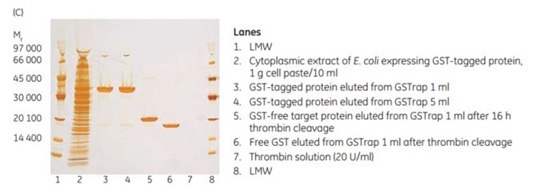 On-column thrombin cleavage of a GST-tagged protein On-column thrombin cleavage of a GST-tagged protein