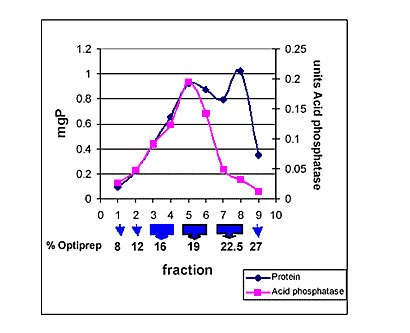 An example of seperation of lysomes from rat liver on an optiprep gradient: 8 mg protein of the CLF were brought to 19% Optirep concentration and then placed on a 5 mi step gradient. The blue arrows show the approximate position of the Optirep gradient. An example of seperation of lysomes from rat liver on an optiprep gradient: 8 mg protein of the CLF were brought to 19% Optirep concentration and then placed on a 5 mi step gradient. The blue arrows show the approximate position of the Optirep gradient.
