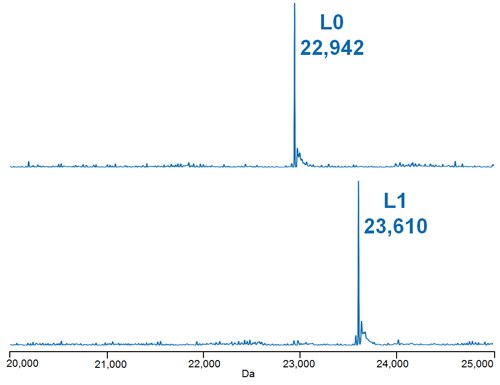 Deconvoluted mass spectra of the light chain species of the deglycosylated, reduced ADC Mimic Deconvoluted mass spectra of the light chain species of the deglycosylated, reduced ADC Mimic
